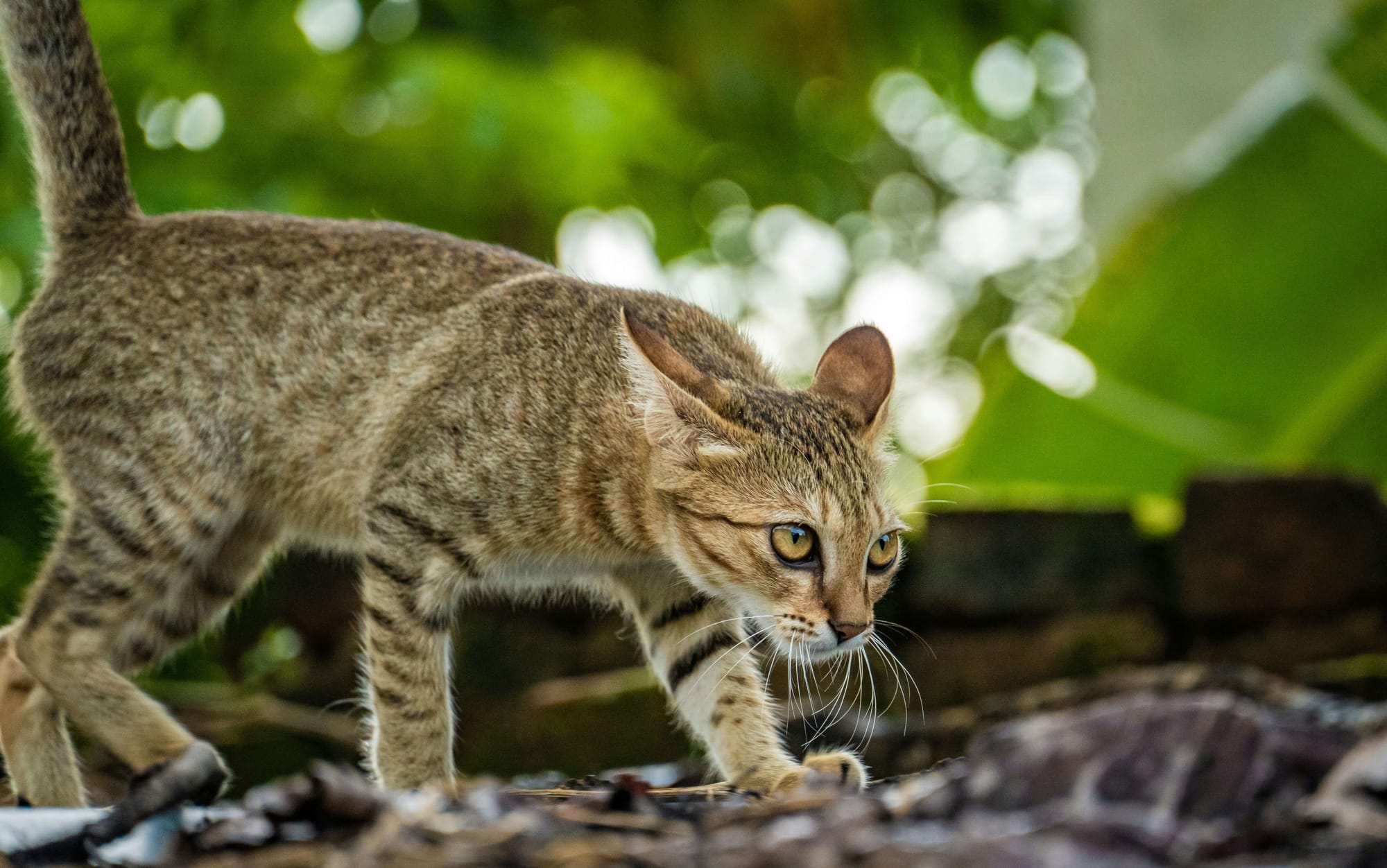 brown cat is on time for his feeding schedule