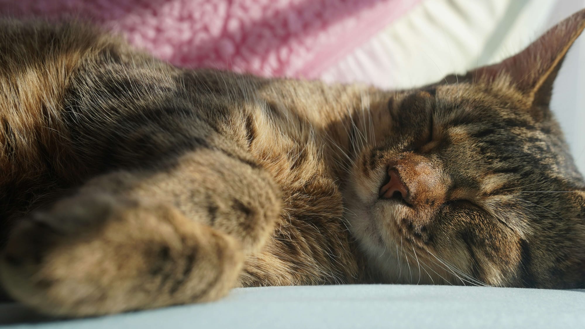 brown cat sleeping after eating from automatic pet feeder