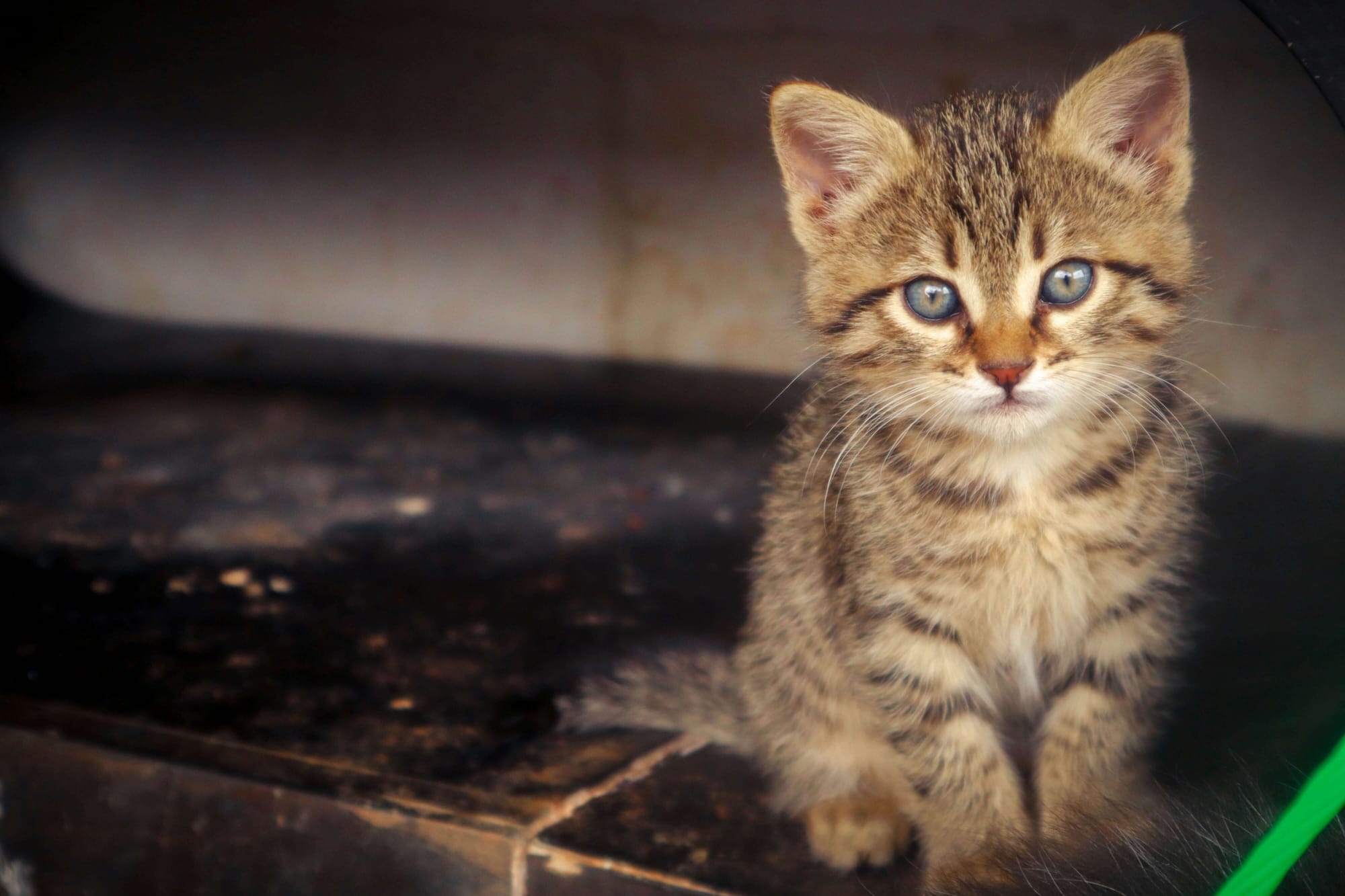 brown kitten ready to eat from automatic cat feeder petlibro