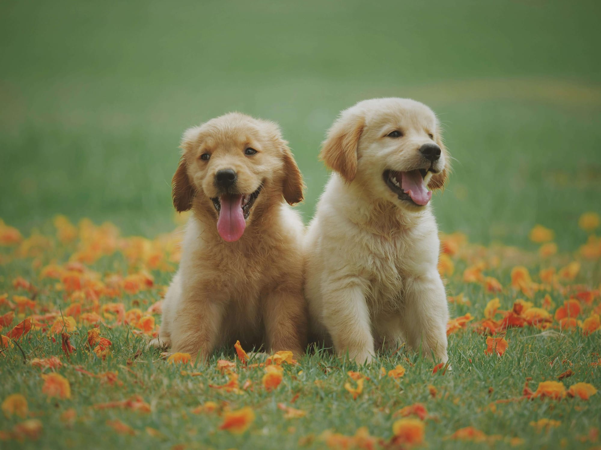 two puppies