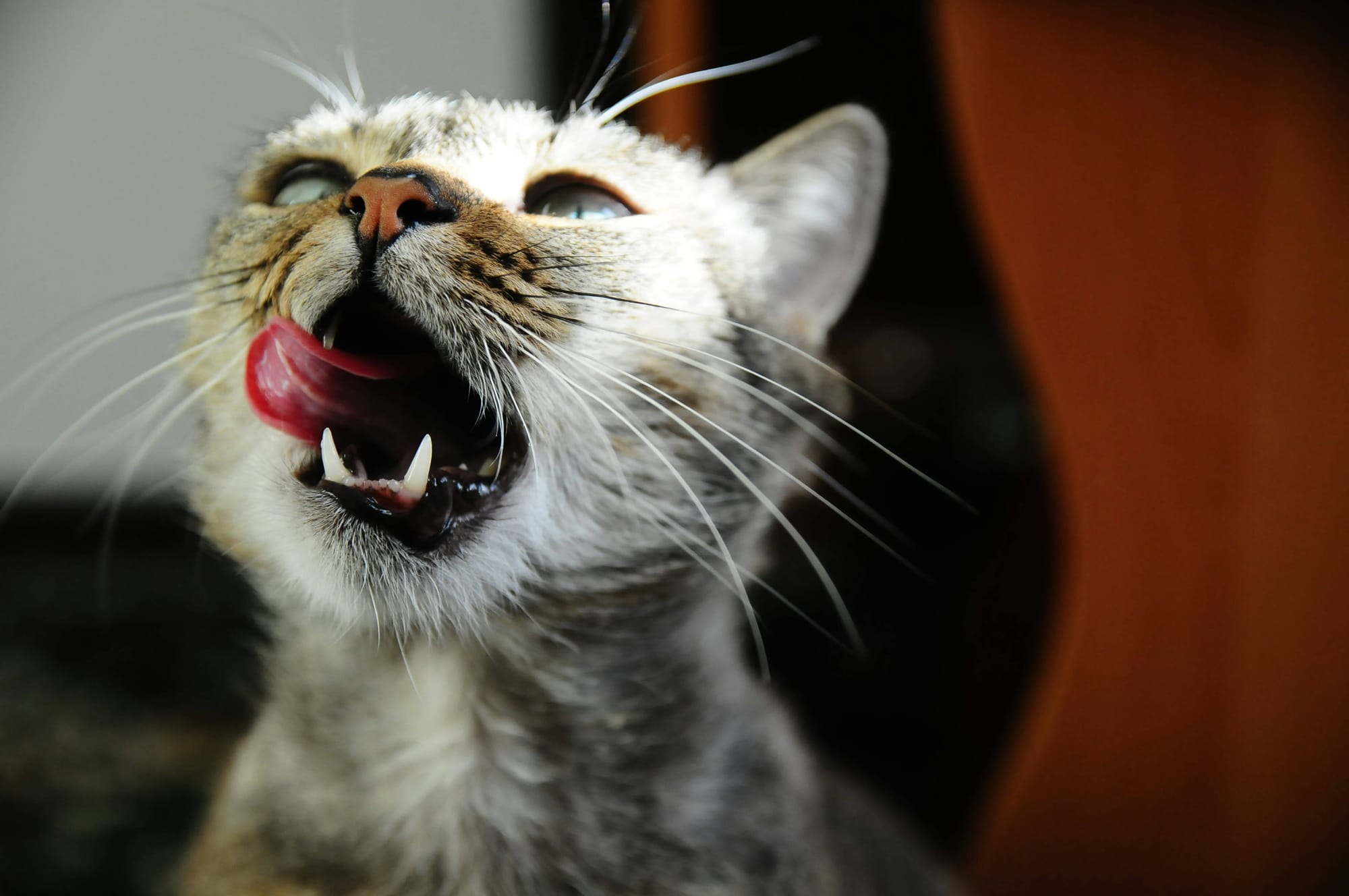 white cat ready to eat from automatic cat feeder